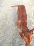Dog Trail Portrait