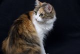 Calico Cat on a Dark Canvas