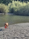Water Playtime with Man's Best Friend