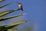 Hummingbird Haven