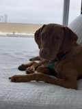 Lazy Day Pup