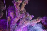 Luminescent Extravaganza