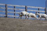 Pastoral Playfulness