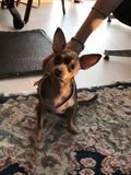 A Furry Companion at Home