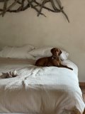 Canine Nap Time