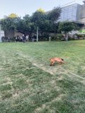Frisbee Fun in the California Sun