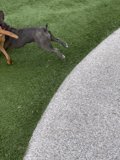 Playtime on the Green