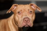 Pitbull Pup with Puppy Eyes