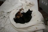 Cozy Cats