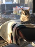 Cozy Feline by the Window