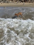 The Joy of a Canine Beach Day