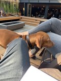 Puppy Love on the Patio