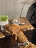 Curious Canine