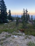 The Adventurous Canine in Desolation Wilderness