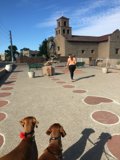 Walking with Canine Companions in Santa Fe