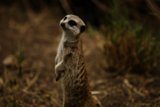 The Sentinel of the Savannah