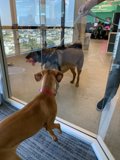 Curious Canine at Glass Door