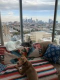 Furry Friends with a City View