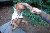 Canine's Meaty Treat