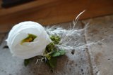 White Rose Blossoming on Stone Wall