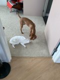 Playtime in the Hardwood Floor Room