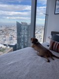 Urban Canine Retreat