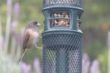 Dark-Eyed Junco Feeding at Garden Bird Feeder