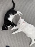 Feline Fun