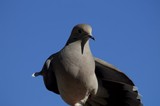 White-winged Dove Portrait Against Clear Blue Sky
