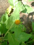 Vivid Marigold Bloom