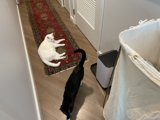 Furry Friends Resting on Hardwood Flooring