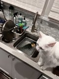 Sinkside Companion