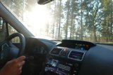 Cruising Through the Sun-Drenched Forest