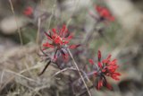 Majestic Red Geranium