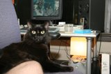 Feline Technology