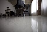 Feline Explorer