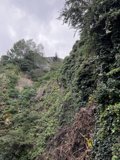 Majestic Tree atop Cloudy Hillside