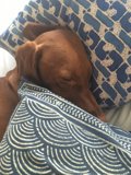 Sleeping on Blue and White Linen