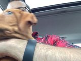 Man and Dog: A Portrait of Love