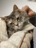 Relaxing Abyssinian Cat on a Cozy Blanket