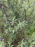 Bountiful Herbal Bush in Golden Gate Park