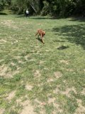 Happy Pup in the Vista Hermosa Park