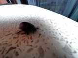 Dung Beetle takes a break