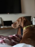 Productive Pup