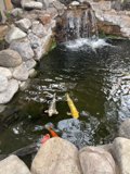 Serene Pond with Waterfall
