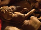 Cuddling Canines