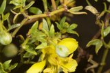 Desert Blooms