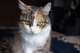 Furry Friend