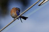 Tranquil Perch