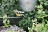 Lesser Goldfinch Perched on Garden Bird Bath